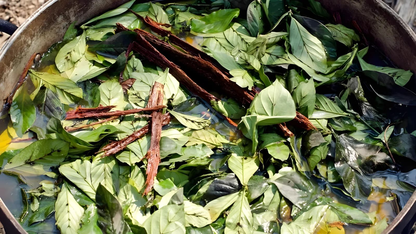 Between reality and dreams: Ayahuasca