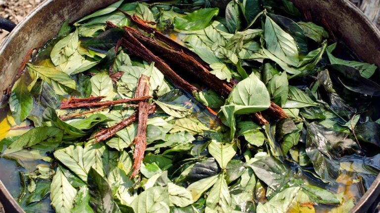 Between reality and dreams: Ayahuasca