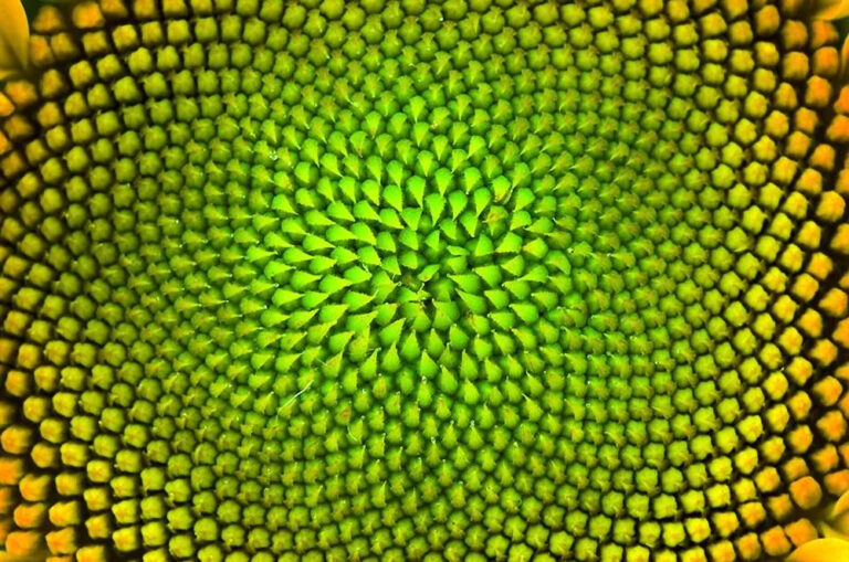 Are Emotions Programmed by Nature? How Subtle Frequencies Change Your Life