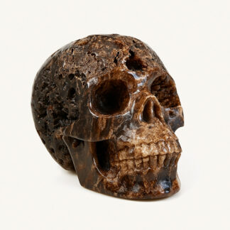 Petrified Wood Skull