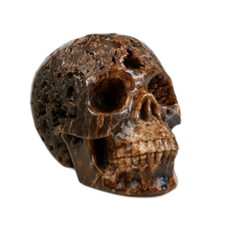 Petrified Wood Skull